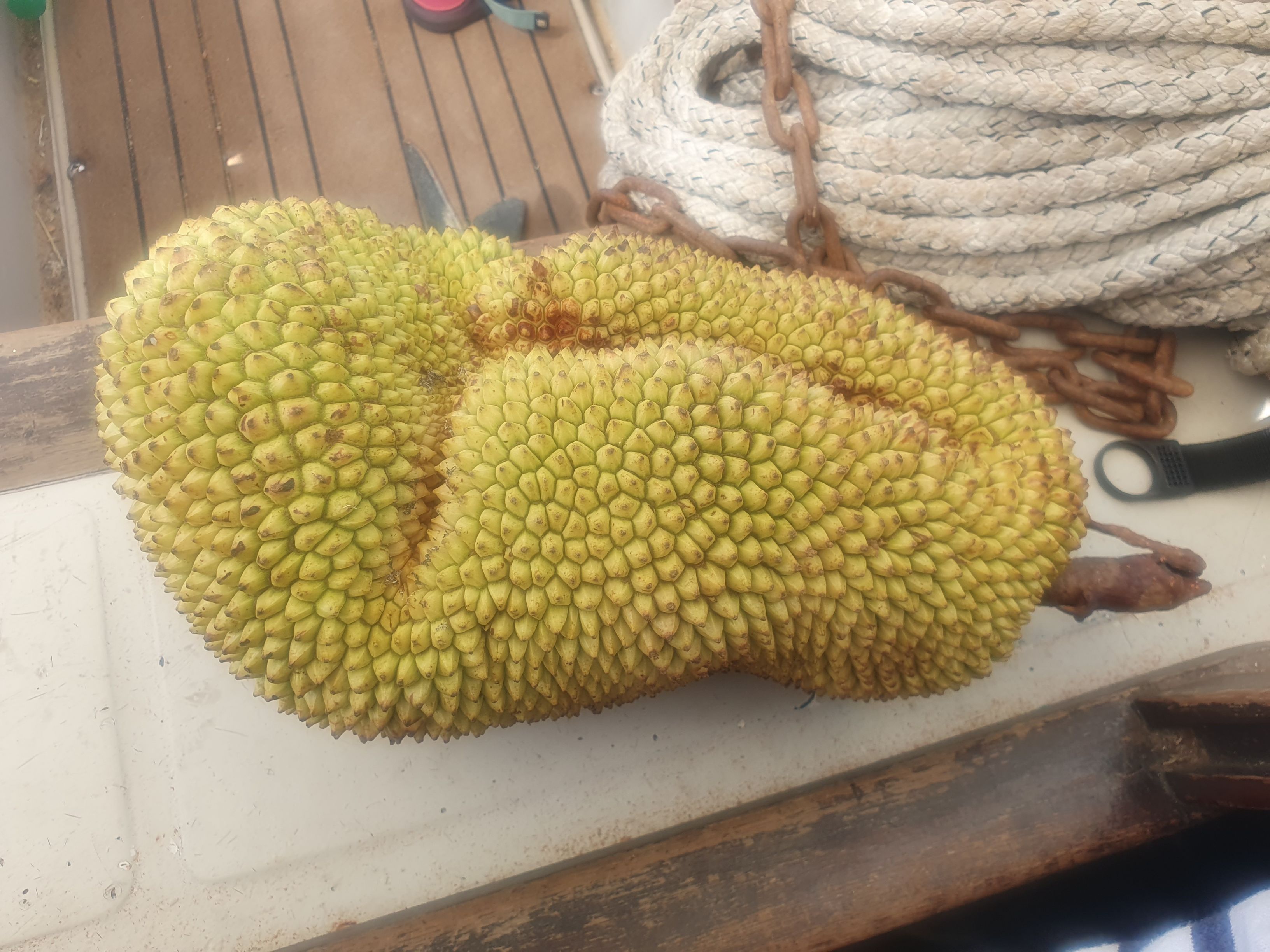 Jackfruit