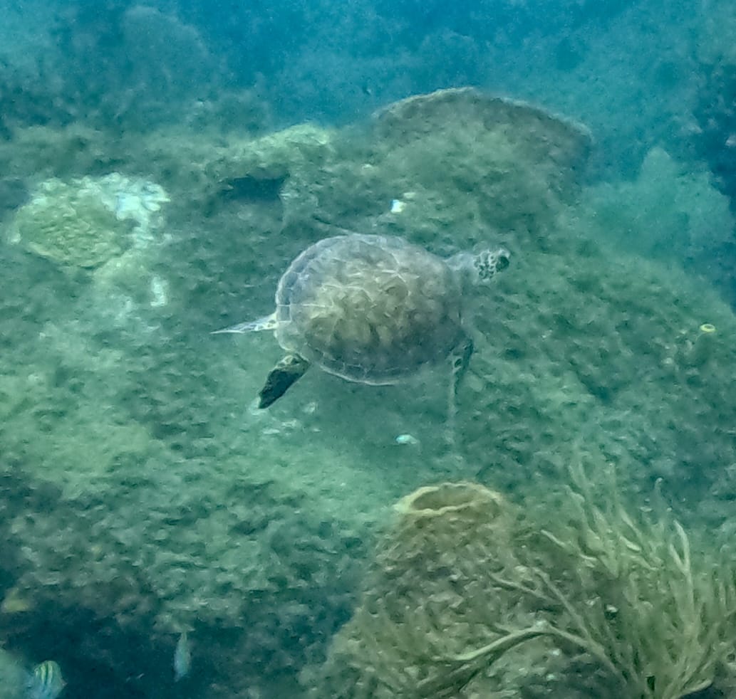 Turtle