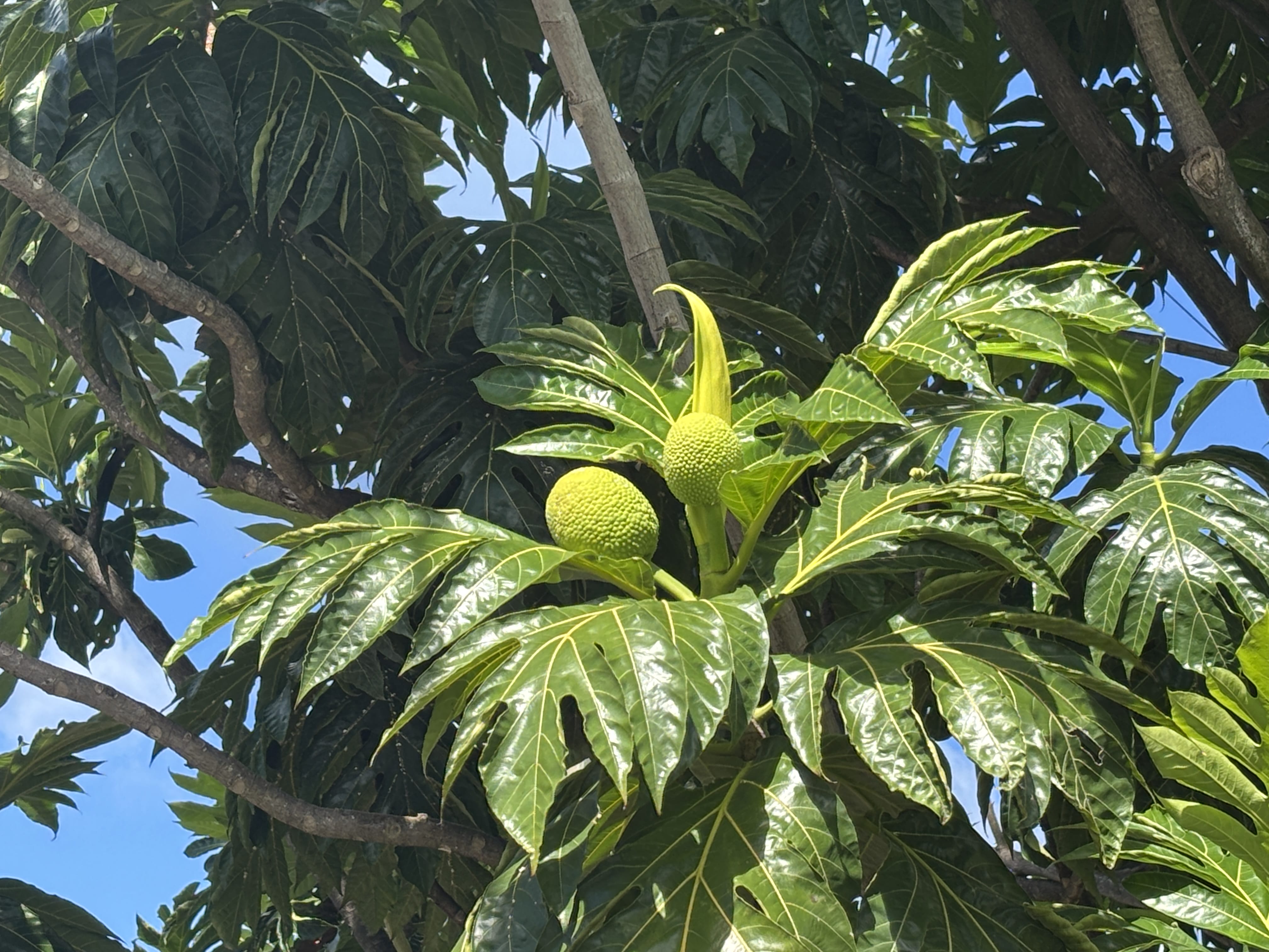 Breadfruit